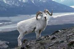 how-much-is-a-dall-sheep-hunt-in-yukon