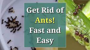 get rid of ants fast and easy