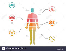 Chart Cut Out Stock Images Pictures Alamy