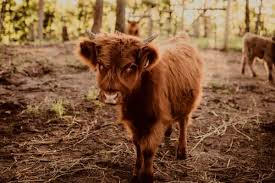 can you milk a highland cow are they