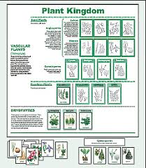 23 Thorough Plant Kingdom Classification Chart For Kids