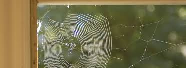 Signs Of A Spider Infestation Ehrlich