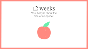 Pregnancy Calendar A Week By Week Guide