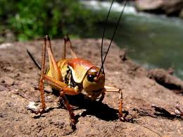 After record damage, Oregon looks to battle new infestations of crickets,  grasshoppers | Local News | heraldandnews.com