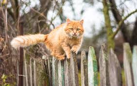 Cat fence, cat fencing, cat fences, cat brackets, cat barriers by protectapet. Catfence The Ideal Cat Lover S Solution Catfence
