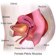 female pelvic floor and common