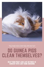 Do Guinea Pigs Clean Themselves Wee