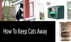 how to keep cats away top 9 s