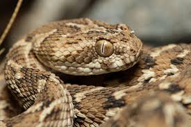 sindh saw scaled viper