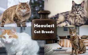 heaviest house cat breeds