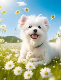 cute dog images browse 34 098 stock