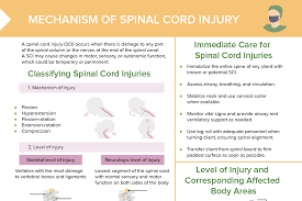 spinal cord injury levels free