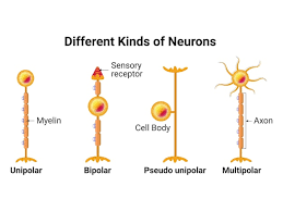 diffe kinds of neurons mylin
