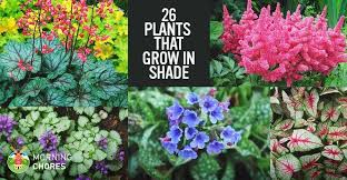 25 gorgeous shade tolerant plants that