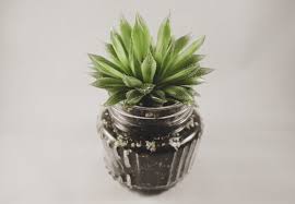Grow Succulents In Glass Containers