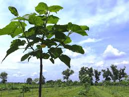Oxytree – co to za drzewo, jak rośnie, czy jest mrozoodporne? | Zielony  Ogródek