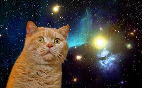 スペースキャット 壁紙」の画像検索結果 | Space cat, Cats, Pet birds