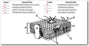 q2 biology cell membrane part a
