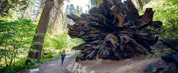 hazelwood nature trail inside sequoia
