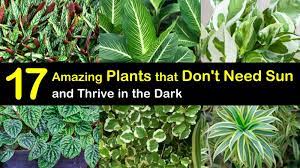 17 amazing plants that don t need sun