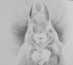 a squirrel using graphite