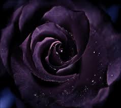 Canon eos 5d mark ii, shutter speed: Dark Purple Roses Fashion Dresses