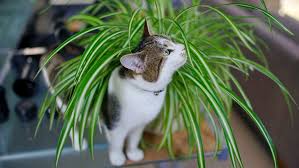 Garden House Plants Poisonous To Cats