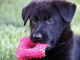6 best chew toys for teething puppies