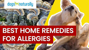 best home remes for dog allergies