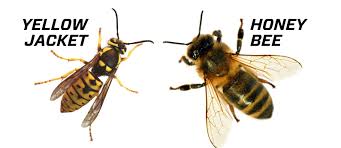 Do bumble bees fly south? What S The Difference Between Yellowjackets And Honeybees