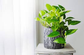 Symptoms of ivy arum poisoning are typically immediate onset, usually appearing within the first two hours, and will be very painful for your cat. Golden Pothos Plant Care Propagation Tips Troubleshooting