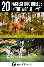 To buy & sell hounds, use speeddogs classifieds! 20 Fastest Dog Breeds In The World Spoiled Hounds