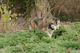 wolf run provides refuge for a menagerie
