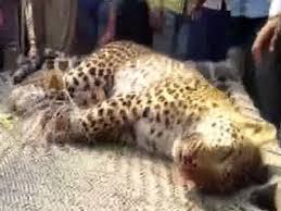 Leopard beaten to death by villagers in UP's Bahraich