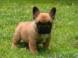 With one click, all you need do is look at the uptown list which provides all the french bulldog puppies you can choose from. French Bulldog Rescue Pacific Northwest My Hobby