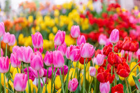 tulips stock photos images and
