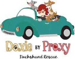 Miley is a red shorthaired mini dachshund. Home Doxiebyproxy