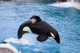 Why Do Orca Fins Bend in Captivity? - Collapsed Dorsal Fin in Killer Whales