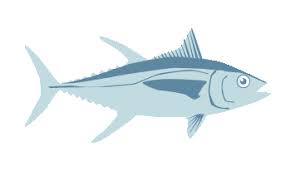 yellowfin tuna fishchoice