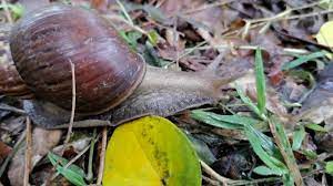 Apa Yang Siput Babi Makan? - What Do Snails Eat? - YouTube