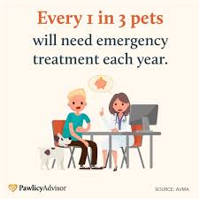 Embrace offers personalized, affordable pet insurance for dogs & cats with up to 90% back at any vet. Is Pet Insurance Worth It Here S A Veterinarian S Perspective Pawlicy Advisor