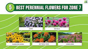 5 Best Perennial Flowers For Zone 7 A