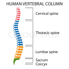 The human body is one complex network, universally accepted as the most intriguing construct. Diagram Of A Human Spine With Names Of Stock Vector Colourbox