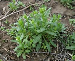 Image result for pennycress