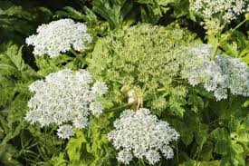 Giant Hogweed Control What Is Giant Hogweed And Where Does It Grow