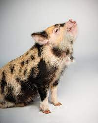 which pig find your next pig thing