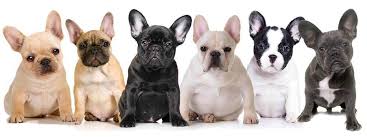 What Do You Need To Know About French Bulldog Colors