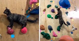 Cat Who Works At A Rock Climbing Gym