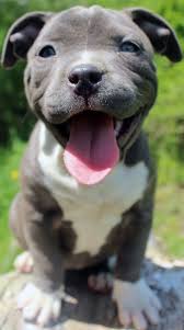Speaking of pitbull puppies, we are definitely one of the best kennels. Blue Nose Pitbull Puppies For Sale Blue Nose Pitbull Breeders Baby Pitbulls For Sale