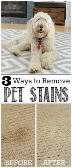 how to remove pet stains from carpet